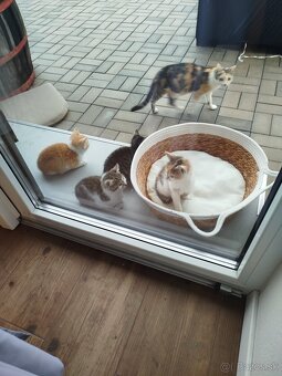 Darujem mačiatka - 3