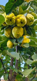 RETRO SLADKOSŤ STARÝCH ČIAS  tzv.  DULOVÝ  SYR - 3