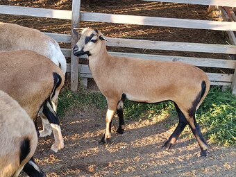 Predám ovečku ovce kamerunskej - 3