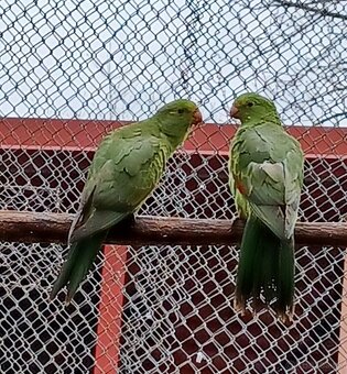 Predám papagájov: - 3