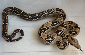Boa imperator - DH Leopard VPI T+ Albino - 3