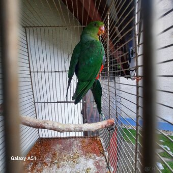 Papagaj kralovsky - 3