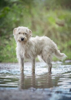 Darujem kríženca - 3
