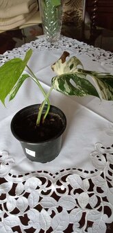 Monstera albo variegata - 3