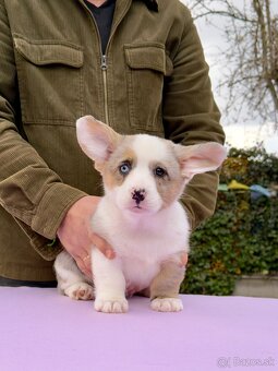 Welsh corgi cardigan s PP - 3