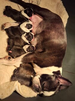 Boston,Bostonský teriér,Boston Terrier s PP - 3