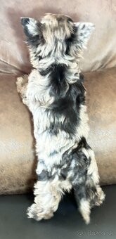 Yorkshire Terrier s PP - 3