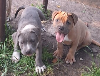 American bully - 3