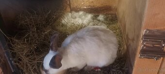 Predám králiky kalif. - 3