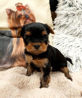 Yorkshire terrier, york - šteniatka s PP (preukazom pôvodu) - 3