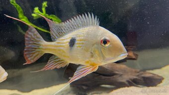 Geophagus Abalios samec - 3
