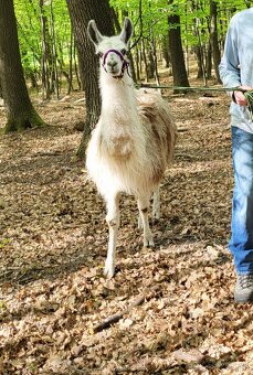Lama krotka - 3