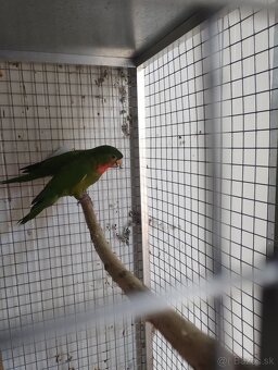 Aratinga ruzohrdly - 3