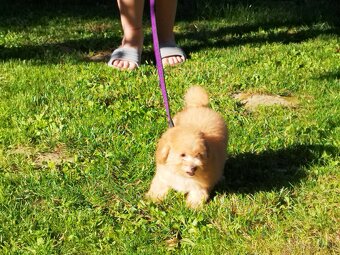 Pudel Pudlik - 3