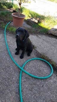 Labrador s PP čierne šteniatka - 3