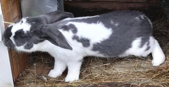 Predám samca NOSxFB - 3