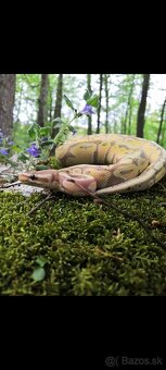 Predám samca python regius - 3