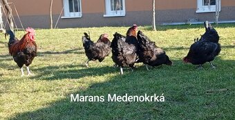 NV Marans Medenokrká/ Pšeničná - 3