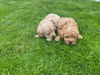 Predam maltipoo - 3