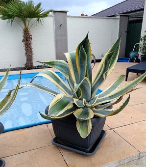 Agave Amerikana Marginata, Aloe vera - 3