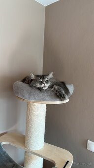 Mainská mývalia mačka / Maine Coon - 3