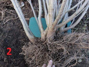 Rastliny na bonsaj, bonsai - IBIŠTEK SÝRSKY_2 - 3