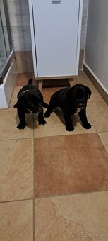 Weimar, weimarsky stavač... - 3