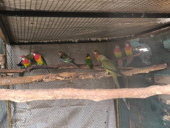 Predám rozely pestré - 3