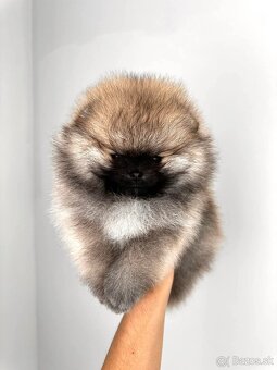 Pomeranian mini - 3