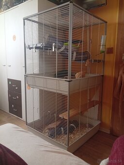 Chinchilla - 3