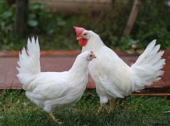 Leghorn kuriatka - 3