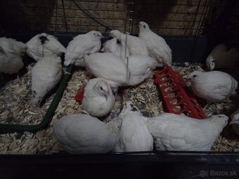 Kohúty prepelice Texas - 3