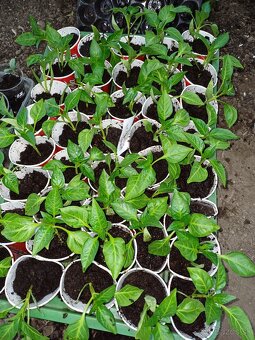 Priesady batatov, melóny, paprika,rajciny - 3