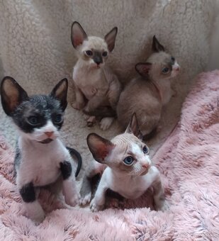 Don sphynx kocúrik s pp - 3