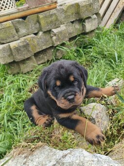 rotvailer,rottwailer,rottweiler,rotvajler - 3