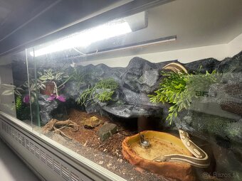 Python regius -blue eyes, yellow belly & leopard - 3