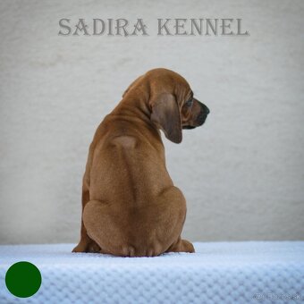 Šteniatka Rhodesian Ridgeback - 3