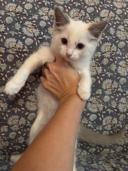 Ragdoll mačiatka - 3
