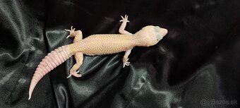 Gekončík nočný - 3