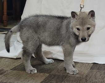 Československý vlčiak šteniatka - bez PP po rodičoch s PP - 3