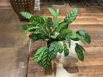 Umelá rastlina calathea green - 3