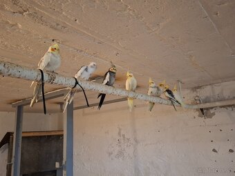 Malé a stredné papagaje - 3