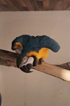 Ara Ararauna 1.0 - 3