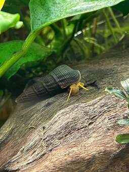 Tylomelania slimak - 3