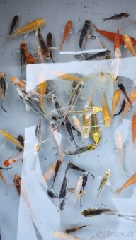 Predám Japonské butterfly koi kapre - 3