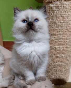 Modrooká holčička Ragdoll k REZERVACI - 3