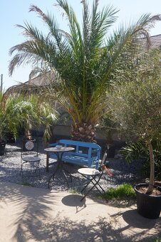 PALMA PHOENIX CANARIENSIS 160lt 30/40cm - 3