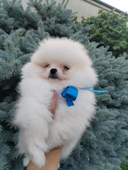 Pomeranian - 3