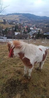Pony kobyla - 3