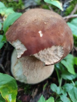 Ponúknite pozemky lesy lúky - 3